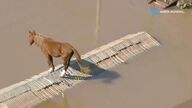 Un caballo atrapado por las inundaciones se gana el cariño de los brasileños