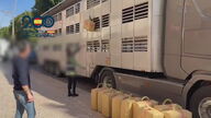 La Policía Nacional incauta 470 kilos de hachís en un camión de transporte de animales