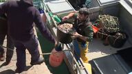 El pulpo gallego en peligro